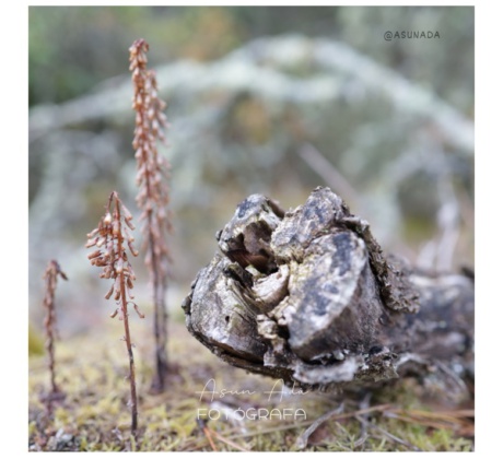 Naturaleza, metamorfosis lograrlo -blogasunada