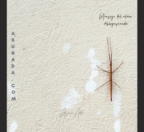 Cada día, tú​-insecto palo-blogasunada