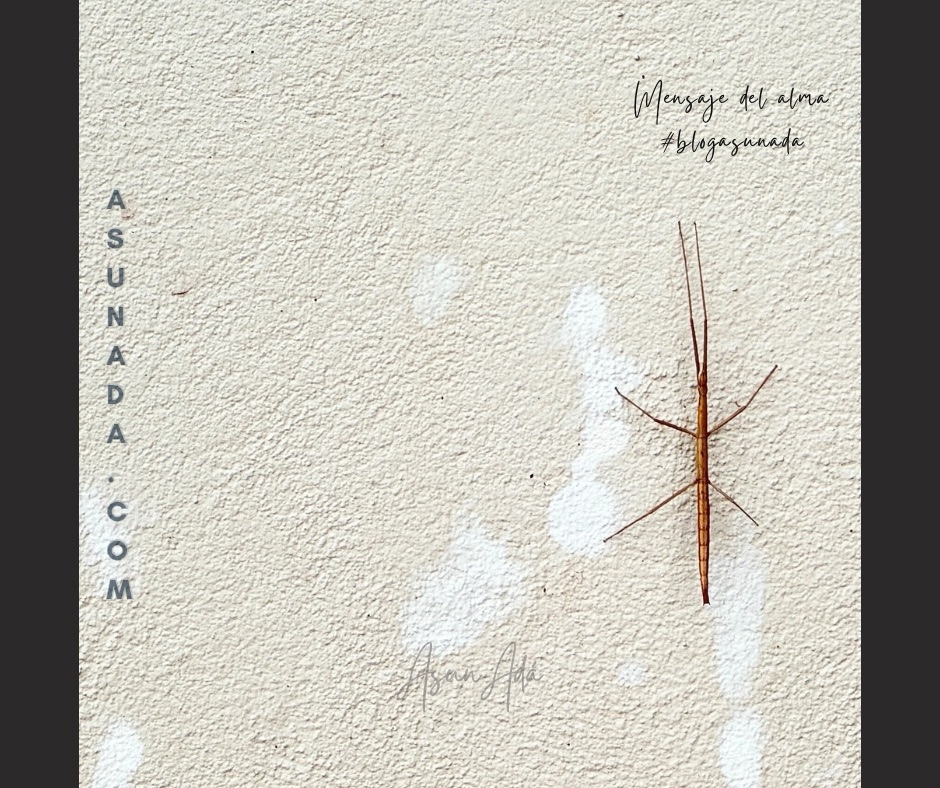 Cada día, tú​-insecto palo-blogasunada