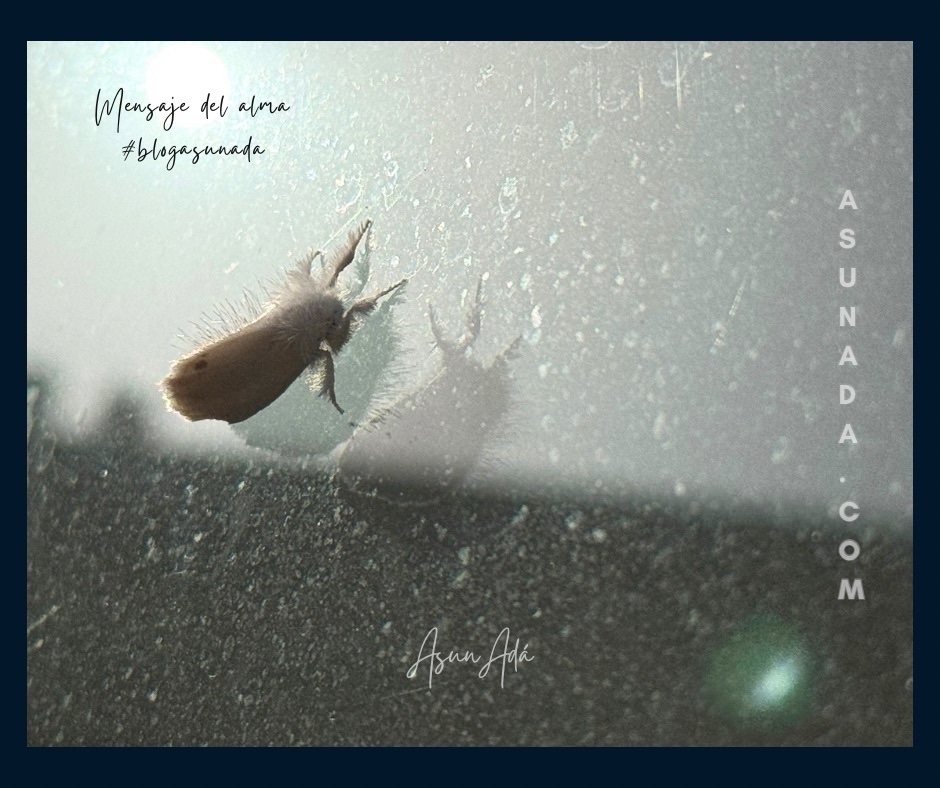 La magia del perdón-mariposa-blogasunada