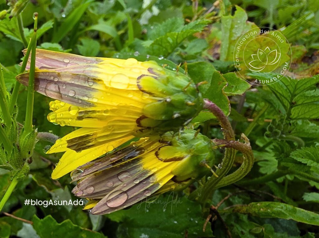 Margaritas amarillas con gotas de agua #AsunAdá