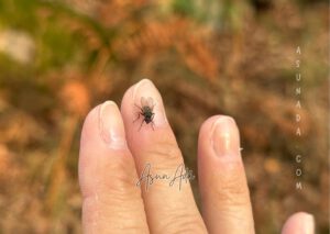Decisiones que te llenan-mosca en dedos-blogasunada