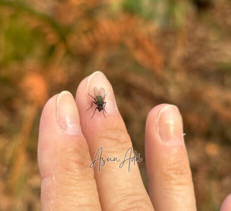 Decisiones que te llenan-mosca en dedos-blogasunada