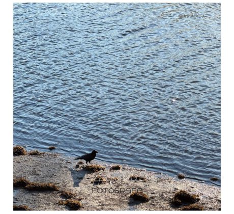 Cuervo en orilla de Río Lérez - Pasos oportunos el momento preciso, Canalización por Asun Adá