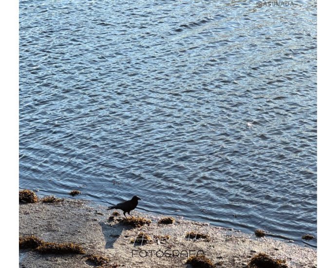 Cuervo en orilla de Río Lérez - Pasos oportunos el momento preciso, Canalización por Asun Adá