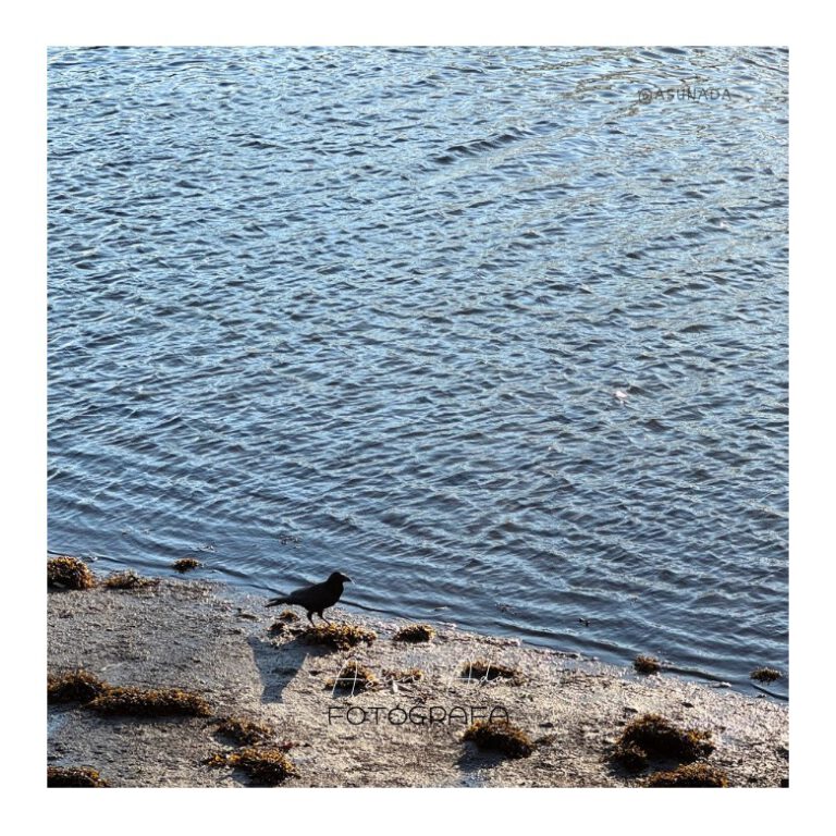 Cuervo en orilla de Río Lérez - Pasos oportunos el momento preciso, Canalización por Asun Adá