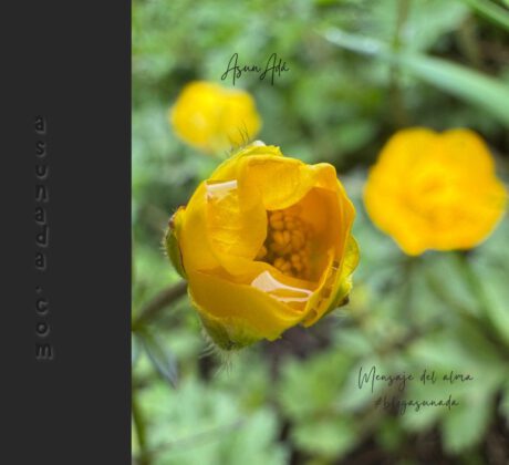 Sencillez de la confianza-flor amarilla cerrada con gota de agua-blogasunada