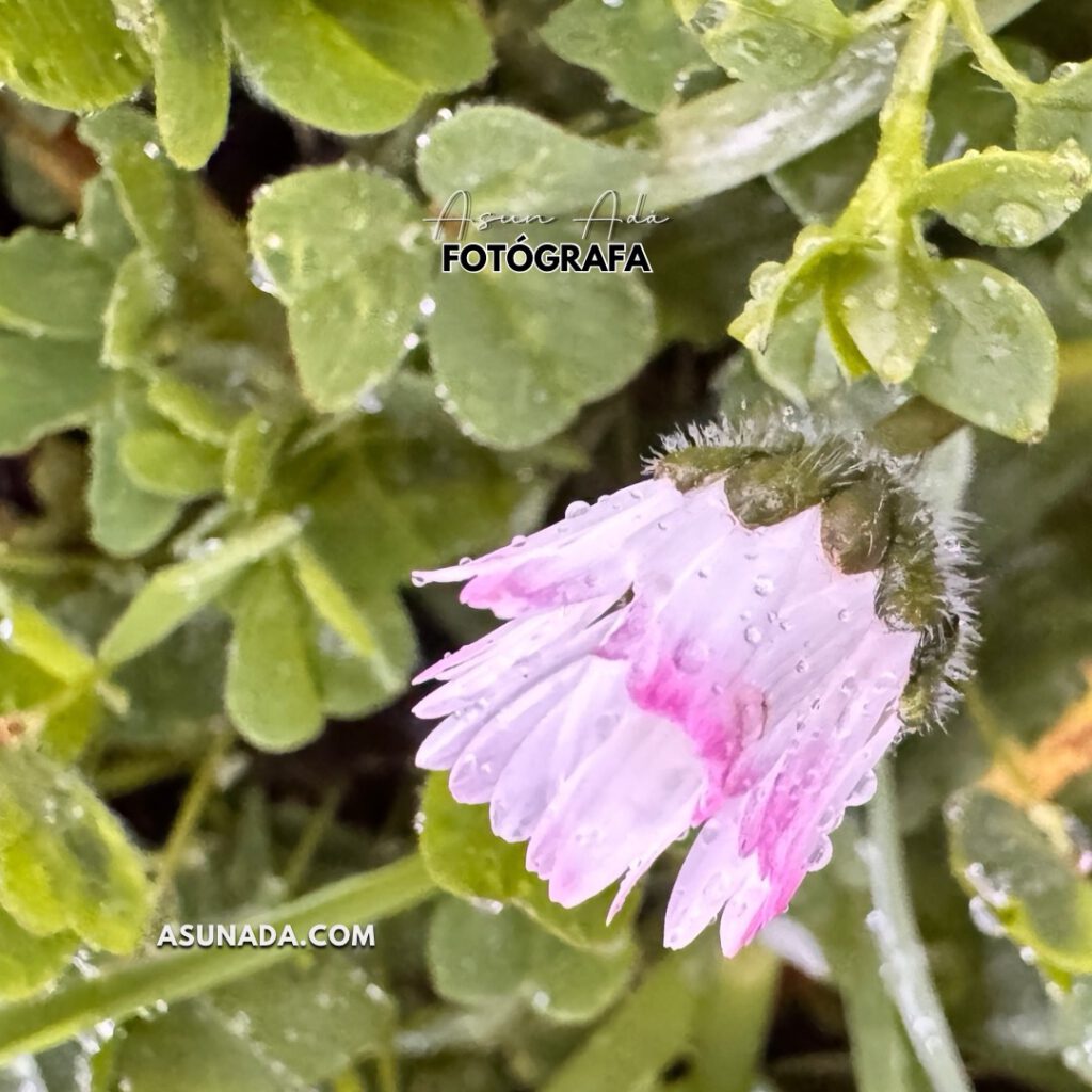 Aclaración de ideas —margarita cerrada con agua de lluvia- BlogAsunada