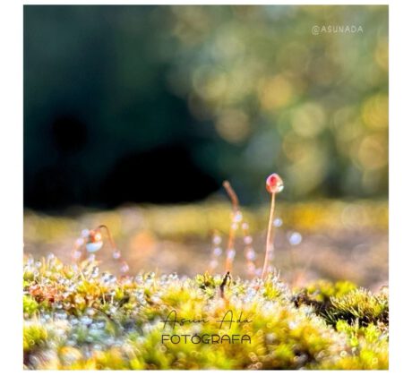 Afrontar los hechos - foto de Naturaleza mini en macro - canalización por AsunAdá