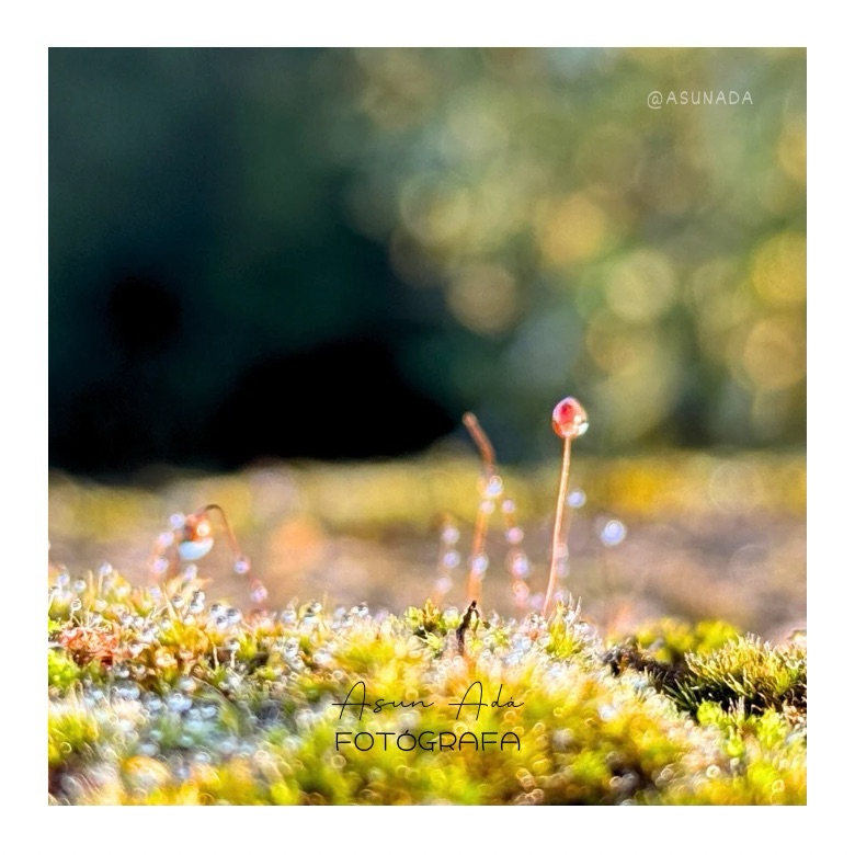 Afrontar los hechos - foto de Naturaleza mini en macro - canalización por AsunAdá