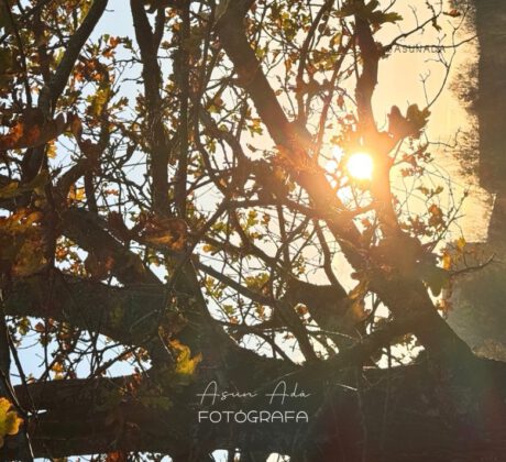 Atención al interior -atardecer sol entre árbol - canalización BlogAsunada