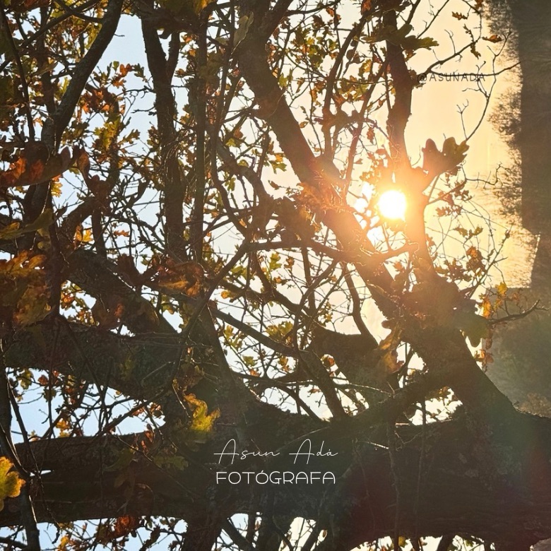 Atención al interior -atardecer sol entre árbol - canalización BlogAsunada