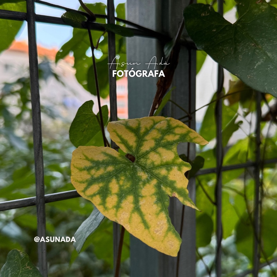 Foto de hoja amarilla medio rota-Centrarse en algo concreto-BlogAsunada