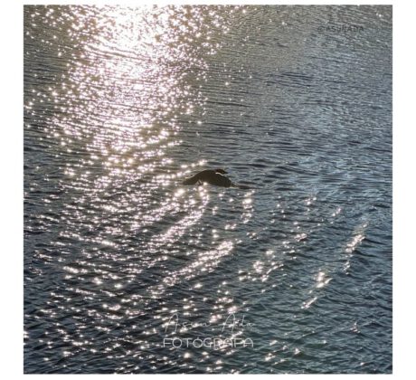 Cuervo sobre el río. Con quien aprender , canalización por Asun Adá