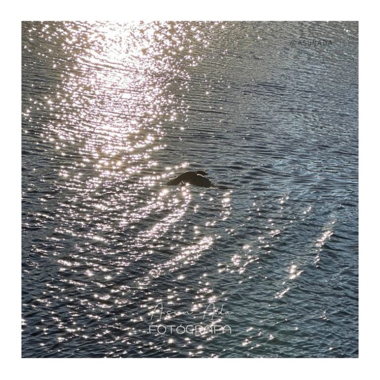 Cuervo sobre el río. Con quien aprender , canalización por Asun Adá