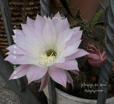 Crecer en solitario​-flor cactus-blogasunada