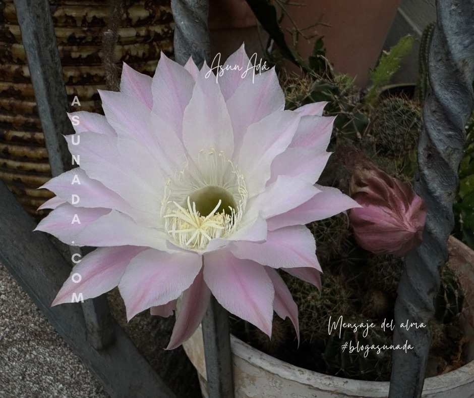 Crecer en solitario​-flor cactus-blogasunada