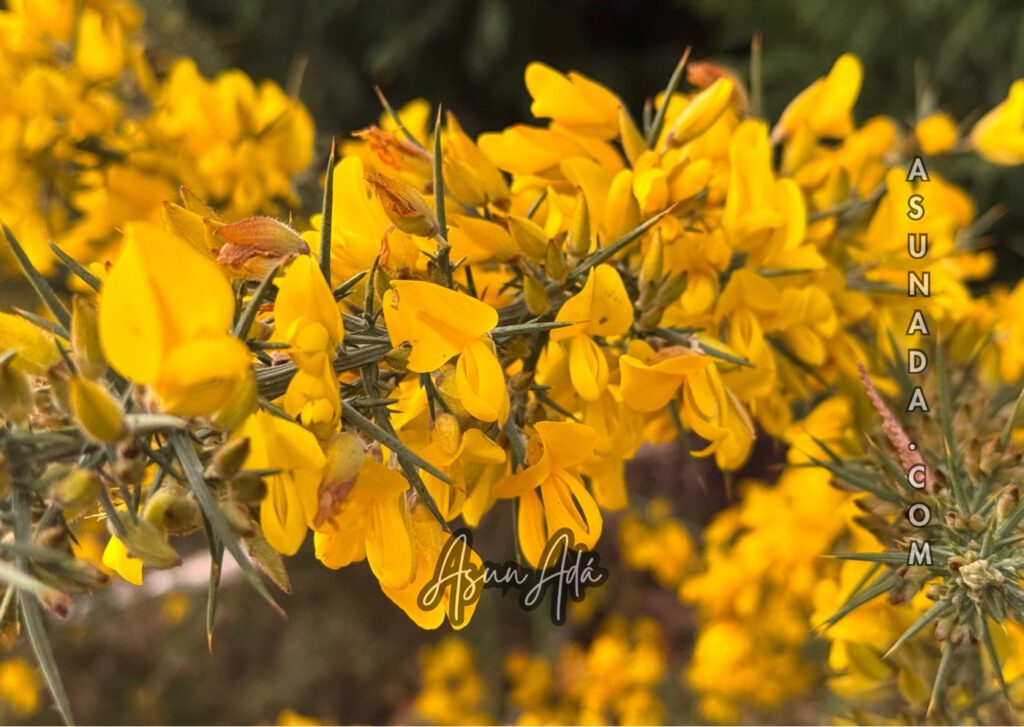 Del dolor misericordioso -Flores toxo-blogasunada