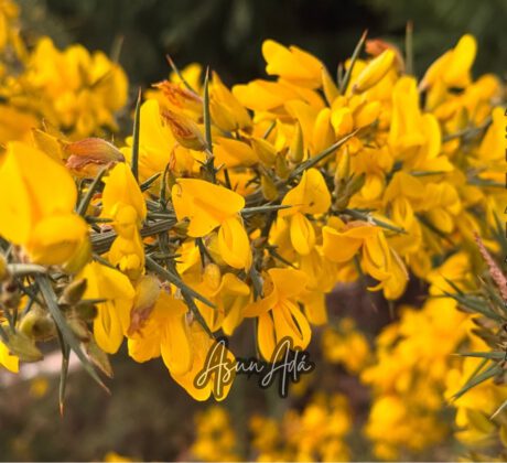 Del dolor misericordioso -Flores toxo-blogasunada
