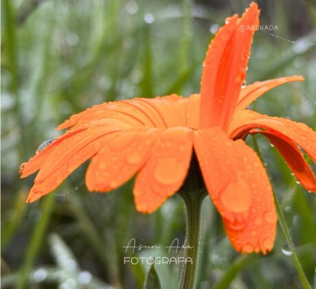 Caléndula naranja con gotas de agua. El tiempo encontrado, canalización por Asun Adá