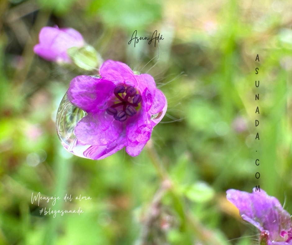 Eres una pieza clave del puzzle-flor violeta con gota de lluvia-blogasunada