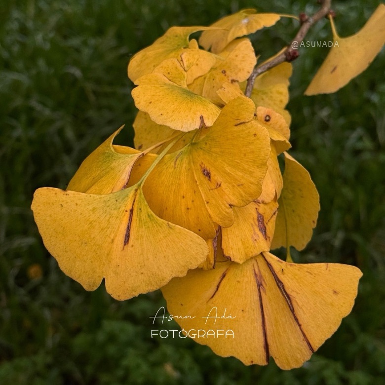 Hojas de ginkgo biloba, canalización La culpa tiene nombre-BlogAsunada