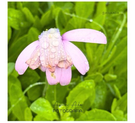 Flor gotas lluvia - La voz de tu interior del Blog AsunAdá