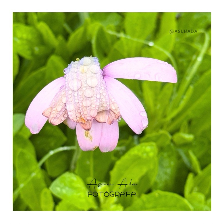 Flor gotas lluvia - La voz de tu interior del Blog AsunAdá