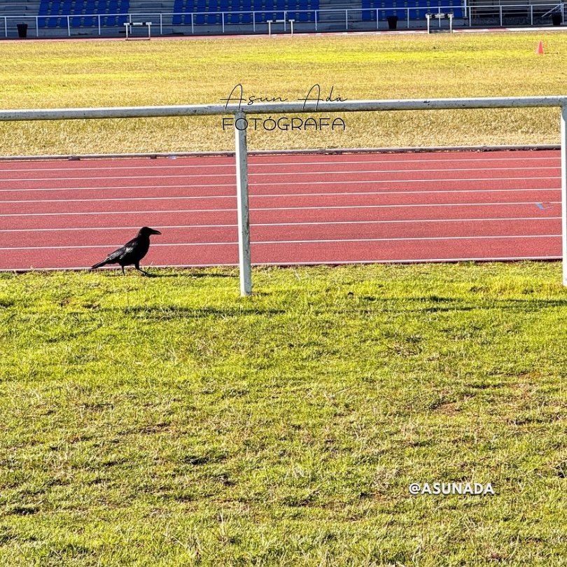 Los pensamientos crean- cuervo en pista de atletismo-BlogAsunada