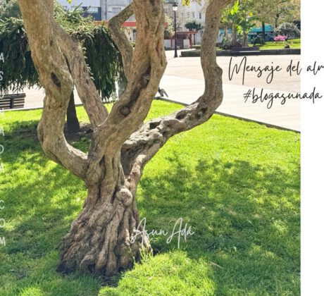 Mensajeros y mensajes-árbol hacía raíz-blogasunada