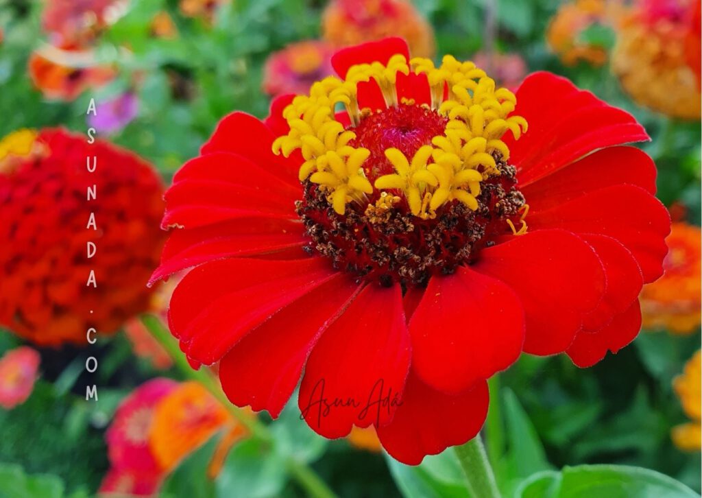 Palabra del alma-Flor roja abierta-blogasunada