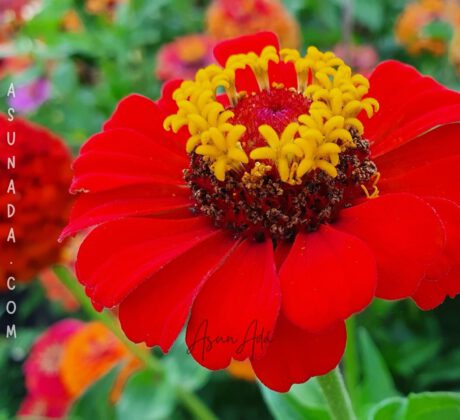 Palabra del alma-Flor roja abierta-blogasunada