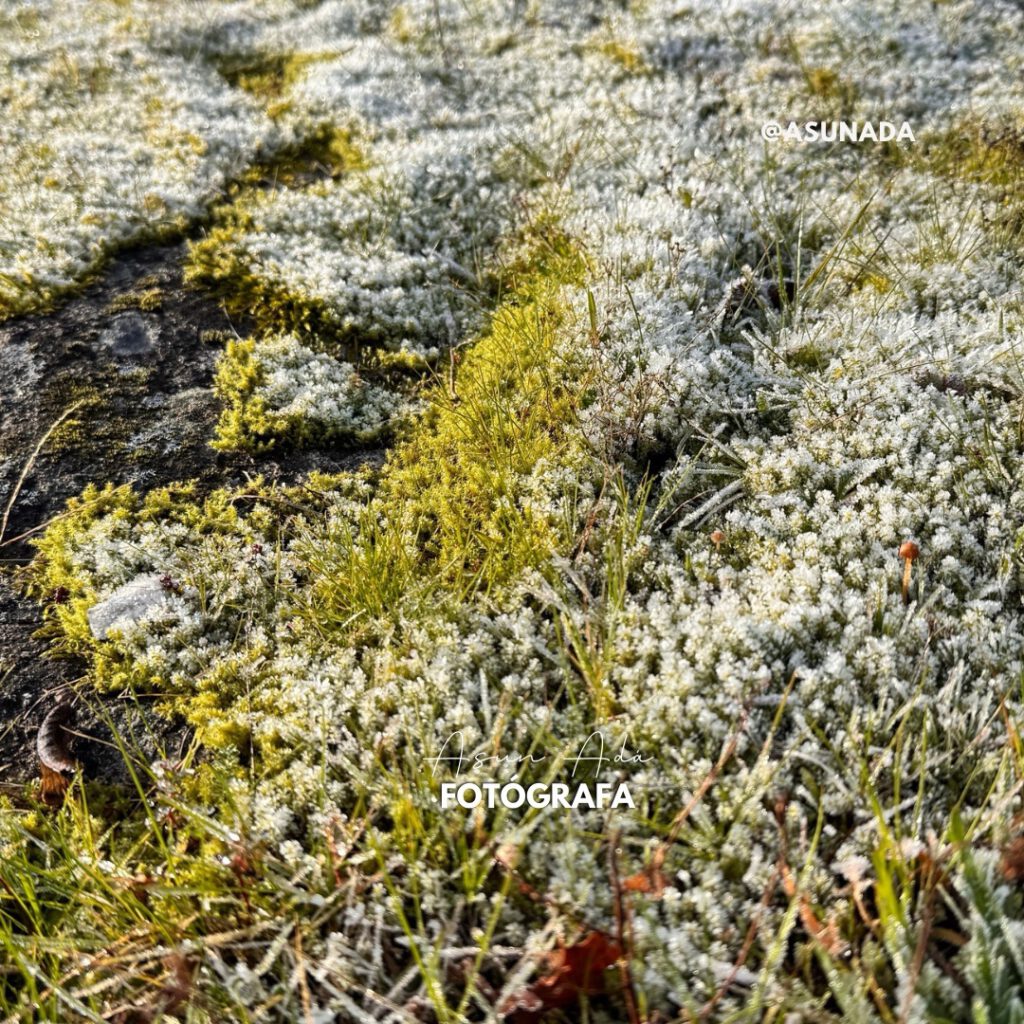 Procesos de aprendizaje -Miniflores-BlogAsunada