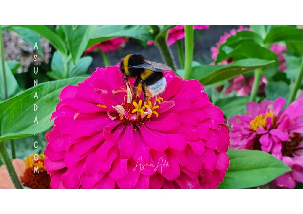 Salir al encuentro -Abeja en flor-blogasunada
