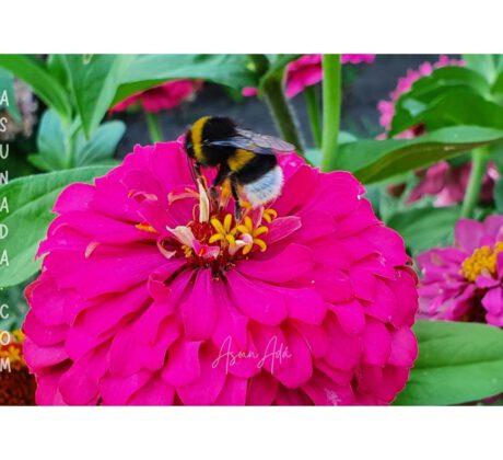 Salir al encuentro -Abeja en flor-blogasunada