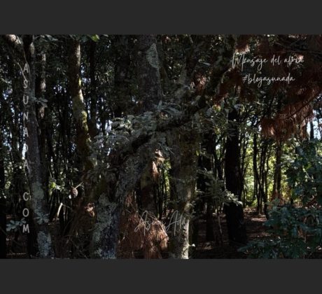Salir del escondite-árboles en monte-blogasunada