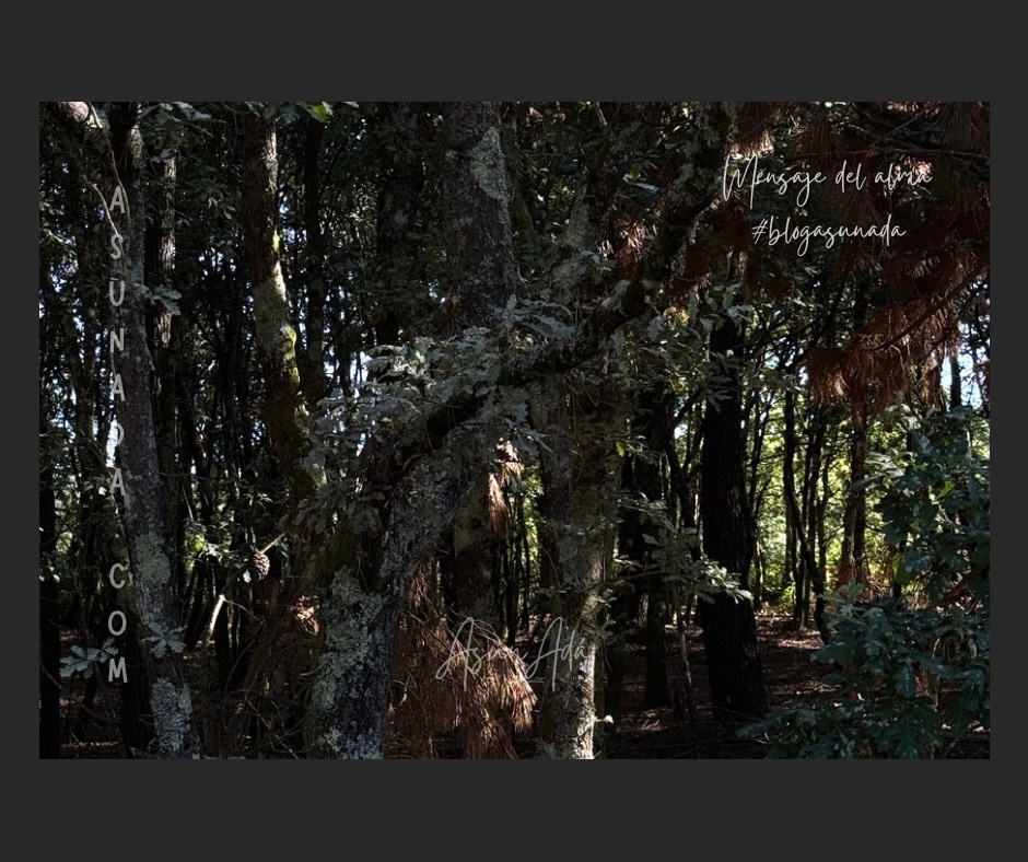 Salir del escondite-árboles en monte-blogasunada