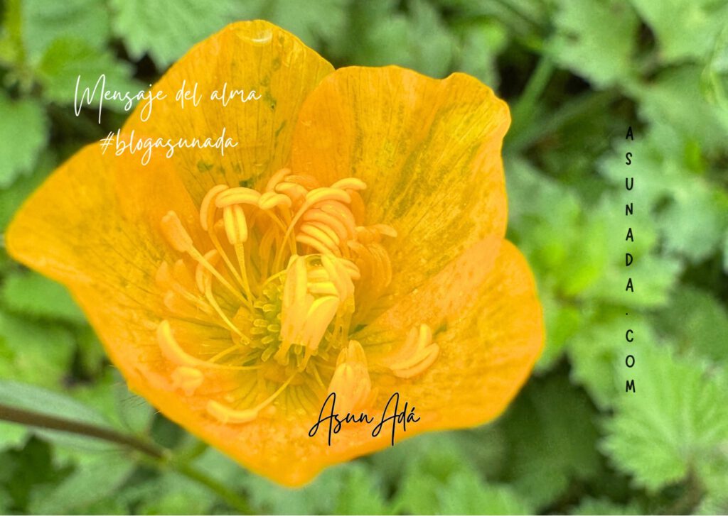 Soltar los miedos que alimenta el ego-flor abierta amarilla- blogasunada