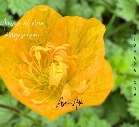 Soltar los miedos que alimenta el ego-flor abierta amarilla- blogasunada