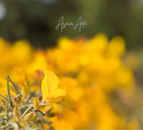 Solución de existencia​-flor toxo-blogasunada