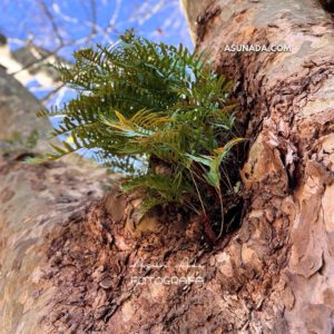 Tiempo a destiempo- árbol -BlogAsunada