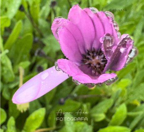 Todos tenemos días diferentes- Flor violeta con gotas -BlogAsunAda