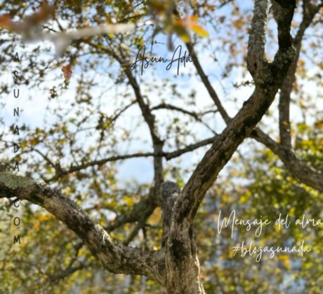 Vibración correcta en el momento exacto-árbol y ramas-blogasunada