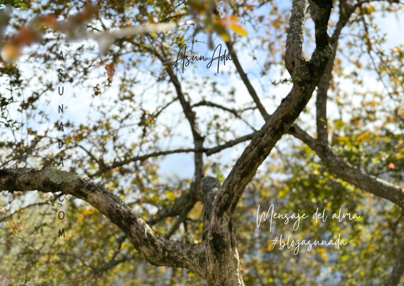 Vibración correcta en el momento exacto-árbol y ramas-blogasunada