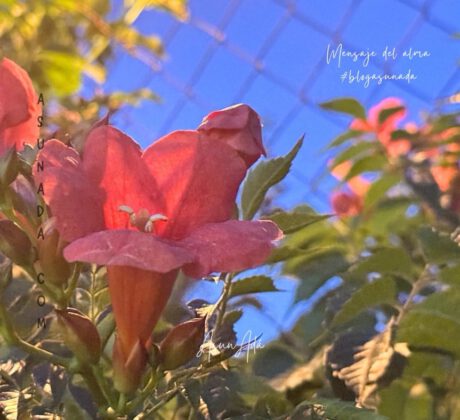 Vivir y confiar-flores-blogasunada