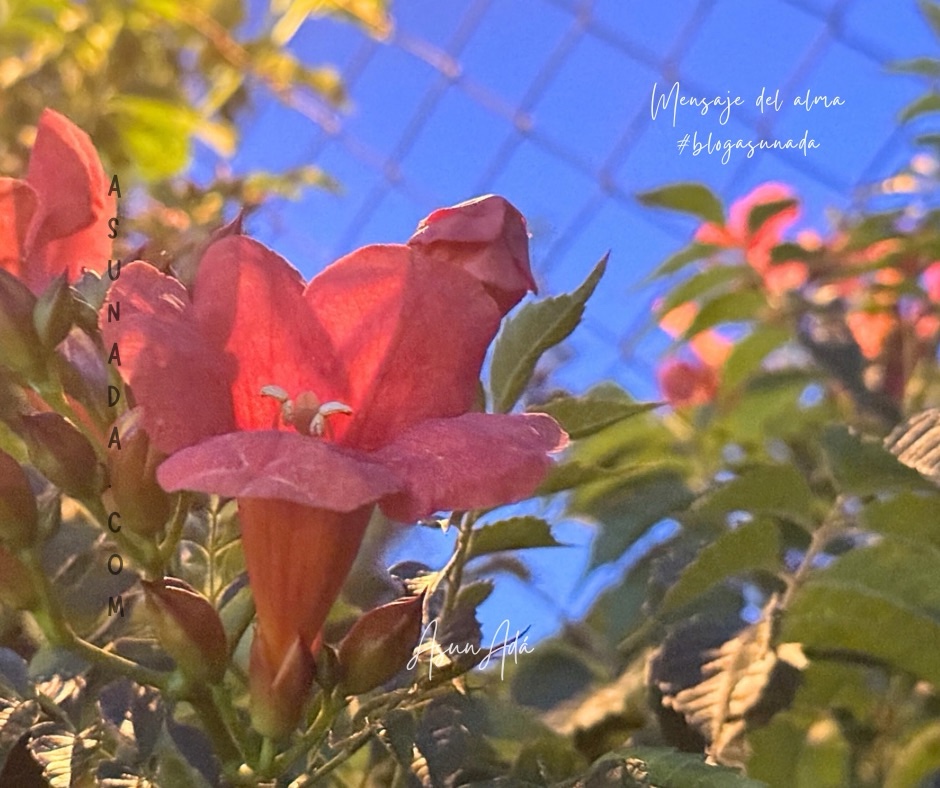 Vivir y confiar-flores-blogasunada